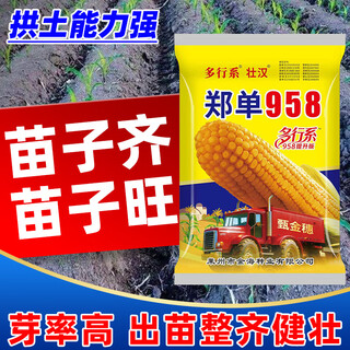 Zhuanghan national approval corn seed upgraded double rod short stem resistant to lodging, drought resistant, high yield, disease resistant, capped, good yield, high bract grain seed new variety deep purtooth 4200 grain resistant to lodging and high yield
