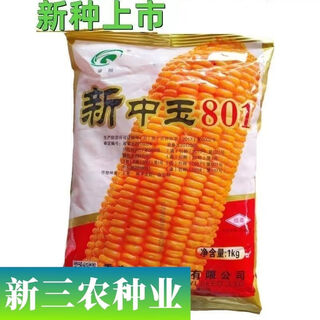 中新中玉801玉米种子 矮杆高产大穗玉米种子饲料玉米种 新中玉801玉米种子1公斤/袋