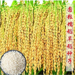 Wangyuan xingxiang glutinous rice seeds upland rice seeds black rice seeds high yield double season spring and summer field planting conventional seeds national approval live broadcast glutinous rice seeds dry land planting bulk name simple packaging half jin jin equals 0.5 kg 250 g