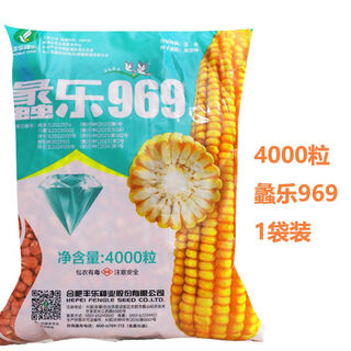 Fengle seed industry national approval lile 969 spring and summer sowing corn seeds resistant to lodging, high temperature, high yield and high density corn seeds 4000 grains lile 969 1 bag