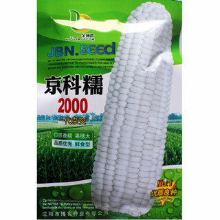 Wangyuanxing graines de maïs cireux jaune à maturation précoce dans le champ, maïs cireux jaune à haut rendement et de haute qualité, peau parfumée et cireuse, graines de maïs gros bâton minces et sans résidus, jinbo nongjingke nuo 2000/200g de maïs cireux blanc