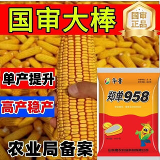 Академия сельскохозяйственных наук семена кукурузы короткостебельные, устойчивые к полеганию, засухе и стабильной урожайности, большая палка, новый сорт, живой стебель, спелые семена кукурузы, пшеница Чжэндан 958, 4400 зерен в мешке