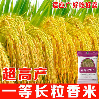 Wangyuanxing rice seed hybrid rice seed high-quality long-grain fragrant rice high-yielding rice thick stem resistant to lodging and high temperature southern genuine qingliangyou 916 academy of agricultural sciences cultivated hybrid higher yield genuine original 10jin jin equal to 0.5 kg high-yield long-grain rice fragrant