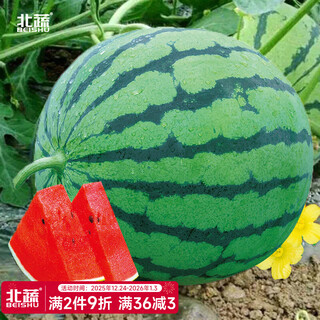 Northern vegetable kirin watermelon seed new varieties lazy man southern meidu watermelon seed rock sugar kirin melon seed 50 capsules