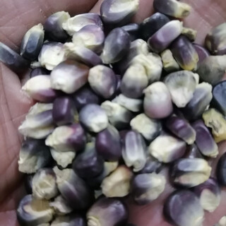 Black sweet nuo 168 Семена кукурузы Супер сладкие фрукты Семена кукурузы quanquan Засухоустойчивые black sweet nuo jade Черный nuo jade 100 г