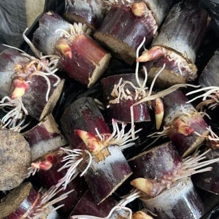 Authentic guangxi black-skinned fruit sugarcane thin-skin planting seedlings with high yield and fresh buds for potted plants authentic north and south can be planted guangxi black-skinned fruit sugarcane seedlings 20-spore bud section