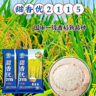 Rong 7 you 808 rong 7 you stable yield large spike sorghum rice horsetail rice waterfall rice fragrance rice planting upland rice mountain premium tianxiang you 2115 one bag of jin jin is equal to 0.5 kg (500 g) / piece