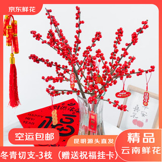 Jingdong flowers imported holly (40-45cm) cut 3 branches free hanging card red fruit flowers interior decoration flowers straight from the source