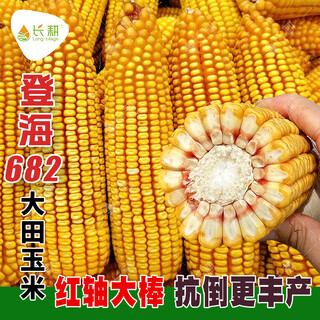 Long-cultivation denghai 682 corn seeds shandong field corn seeds spring and autumn red shaft high-yield approved feed package grain seeds 5 packs丨denghai 682 corn seeds 4200 grains original/thin shaft/large cob/anti-lodging