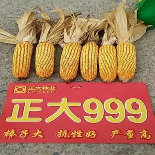 999 corn seeds, short stems, extra large sticks, red shafts, disease-resistant, drought-resistant, lodging-resistant corn seeds, nationally approved corn seeds, zhengda 999 original two packs of two jin jin equal to 0.5 kg