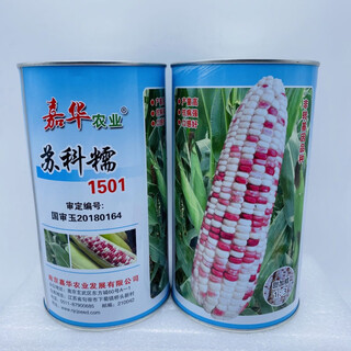 Sukenuo № 1501 цветок семена сладкой кукурузы сладкие восковые семена фруктов четыре сезона супер сладкая липкая кукуруза весна и лето посадка оригинальная заводская упаковка 500 г 1 коробка