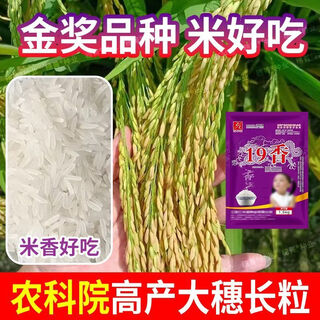 Wangyuanxing 2026 super high yield rice seed newly approved national standard long grain rice fragrance resistant disease resistance lodging resistance high temperature tolerance long grain rice seed breed by the academy of agricultural sciences high temperature resistance high yield high resistance farmers recommend eight jin jin is equal to 0.5 kg long grain rice fragrance/international gold award