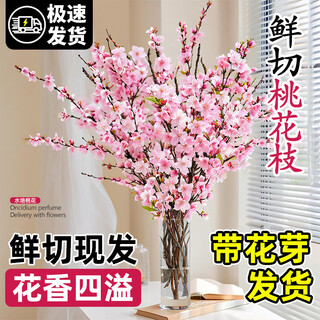 Hua weng hydroponic fresh branch flowers dry branch flower plant potted peach blossom 50-60cm 20 branches straight from the source