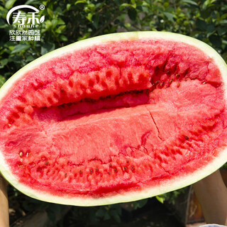 Shouhe lazy man watermelon seed lazy man king melon extra large spring no pruning lazy man fruit seedling southern sweet qishan sweet no. 8 lazy man watermelon seed 50 capsules 5
