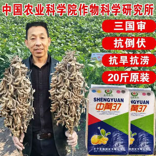 Thousand jin jin is equal to 0.5 kilogram. soybean seeds farmers plant in large fields with super high yield. zhonghuang 13 soybeans. zhonghuang 37 farmers plant in large areas. zhonghuang 37 soybean seeds. 20 jin jin is equal to 0.5 kilogram. three kingdoms approval of safe sowing.
