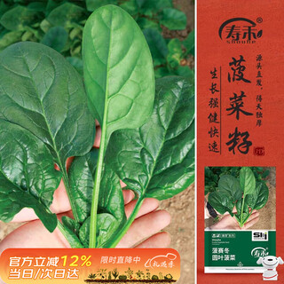 Shouhe spinach seed seedlings, spring vegetable seeds, balcony home planting, red root round leaf spinach seeds 25g, about 3000 capsules