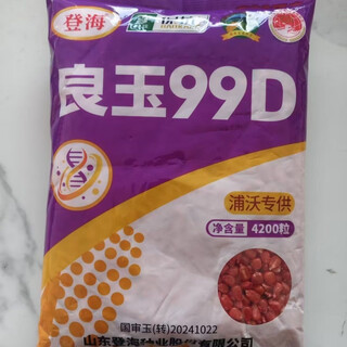细辛国审良玉99D转基因玉米种子抗病抗虫耐草甘膦 4200粒/袋(登海原装) 4200粒一袋