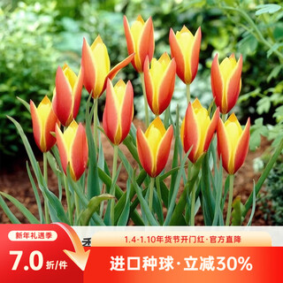Hongyue imported native tulip bulbs, potted flower bulbs for courtyard and balcony, imported bulbs, tucker (10 balls)