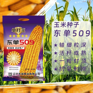 Fuyou high yield king east asia seed industry dongdan 509 corn seeds resistant to lodging and tolerant to close planting 2026 spot single king 509 1 bag of 3.5 jin jin is equal to 0.5 kg 5500 grains