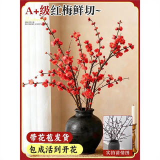 Ou ya dried red plum branches hydroponically cultivated real flowers and fresh branches indoor wintersweet flower plants home flower arrangement fresh cut flowers green flowers bloom when exposed to water fresh cut red plum branches 60cm 10 branches