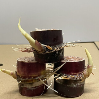 High-yielding middle section, authentic black-skinned sugarcane seedlings, thin-skinned sugarcane seedlings, purple-skinned and red-skinned sugarcane seeds can be planted in the north and south, black-skinned sugarcane section (30 buds preferred)