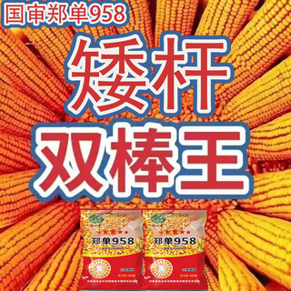 旺园兴高产原装玉米种子正品矮杆抗倒抗病抗旱白轴大棒高产郑单958苞米 高产白轴耐旱郑单958（一斤装）