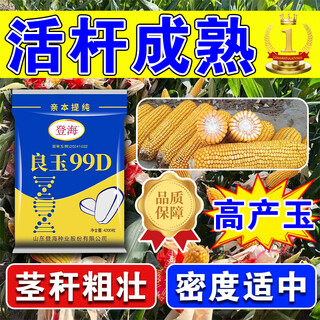 Desheng zhiyuan 2025, новый подлинный denghai liangyu 99d, устойчив к полеганию, адаптируется к сильному сопротивлению, плотно упакованный родительский элемент, очищен и имеет хорошую твердость.