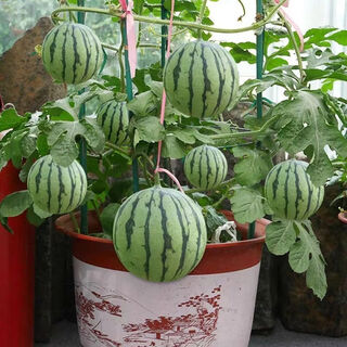 Thin-skinned and super sweet early spring ruby watermelon seedlings. hand-peeled watermelon seeds are delicious. simple and easy to grow watermelon seedlings in all seasons. early spring ruby watermelon 50g seeds.