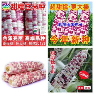 Полная коллекция красочных фруктовых сеянцев сладкой кукурузы, ароматной и сладкой восковой цветочной кукурузы, очень крупных семян початков с тонкой кожицей, семян с высокой урожайностью, hua tian nuo 3, красочных восковых семян кукурузы около 90 дней, на продажу только новые семена, супер сладких и восковых семян, отобранных около 203 высокоурожайных семян.