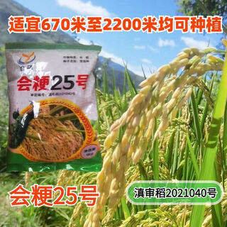 Asarum yunnan high altitude rice japonica rice huijing no. 25 rice seed ear high yield high flood and drought dual rice species huijing no. 25 4 jin jin equal to 0.5 kg / 5 bags