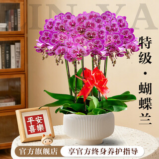 Linya очень большое растение в горшке Фаленопсис с бутонами и отверстием для горшка, подарок на новоселье, для гостиной, в помещении, в канун Нового года, свежие цветы, флагманская модель, маленький павлин, шесть стеблей + желтый круглый горшок-барабан