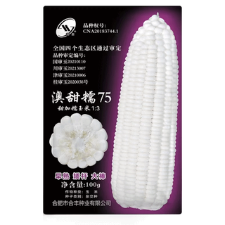 Graines de maïs gluant doux blanc baiyunuo 320 gros bâtonnets, maturation précoce et bon goût, semis de maïs au printemps et en automne, sans ogm, sac de 40 g original gluant doux australien 75, pack de plantation d'essai