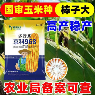 Семена кукурузы Академия с.-х. наук, стабильная урожайность, двухстержневые карликовые стебли, устойчивость к полеганию, засухе и устойчивости к болезням, высокая всхожесть, твердозернистые прицветные семена, одобренные Академией сельскохозяйственных наук, 4000 семян, стабильная урожайность, хорошая засухоустойчивость.