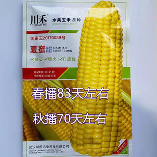 Одобренные государством семена кукурузы, желтые фрукты, кукуруза, летняя медовая, сладкая, высокая урожайность, устойчивость к болезням, весна и осень, семена сладкой кукурузы большой палочки, летняя сладкая кукуруза, оригинал, 50 г, 1 упаковка