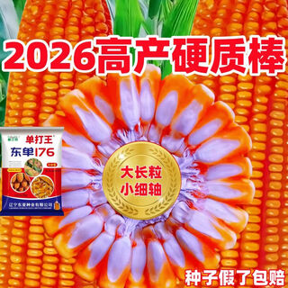 Wangyuanxing high-yielding corn seeds collection, damaya corn seeds, short stems, big sticks, disease-resistant, lodging-resistant, drought-resistant, flood-tolerant, spring sowing and summer sowing, 5 bags, total 15 jin, jin equals 0.5 kg, high quality and high yield, nationally approved dongdan 176 corn seeds, one bag, 3 jin, jin equals 0.5 kg