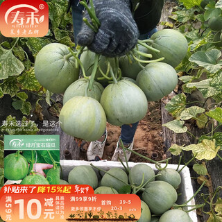 Shouhe emerald sweet melon seeds thin skin green skin green flesh four seasons potted shouguang seeds weifeng green moon gem melon seeds 35 capsules