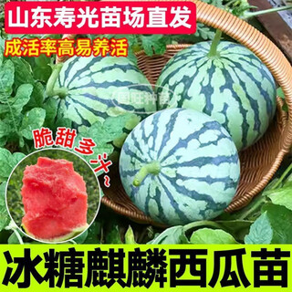 Explosive sweet kirin watermelon seedlings 8424 soil seedlings ground potted high yield early maturing midu seedless watermelon 8424 kirin watermelon seedlings 6 pcs