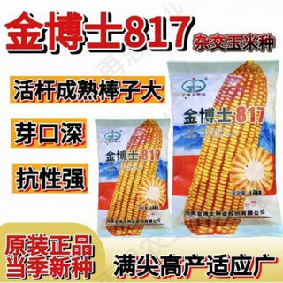 Dr. jin's 817 hybrid corn seeds are wrapped with grains and bracts. the seeds are full-pointed and have a white core that is resistant to high temperatures. original 2 jin jin is equal to 0.5 kg. dr. jin's 817 hybrid corn seeds are wrapped with grains and bracts. the seeds are full-pointed and have a white core that is resistant to high temperatures.