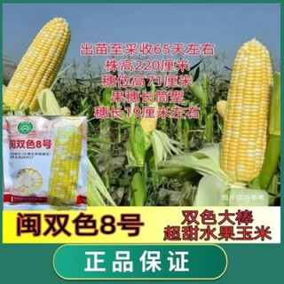 Фуцзянь Шуансе № 8, сладкая кукуруза, высокая урожайность, семена кукурузы с большой палочкой Фуцзянь Шуансе № 8, сладкая кукуруза, высокая урожайность, семена кукурузы с большой палочкой, семена кукурузы