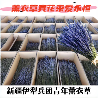 Dried lavender bouquet living room home decoration natural air-dried bouquet real flower fragrance internet celebrity flower arrangement girlfriend gift uk (selected 1000) flower spike length