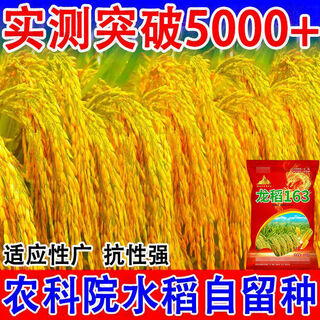 Wangyuanxing 2025, недавно утвержденный национальный стандарт, первоклассное качество риса, сверхвысокая урожайность, устойчивость к полеганию и устойчивость к высоким температурам, аутентичный оригинал, национальная сертификация, двойная высокоурожайная упаковка longdao 163+, рекомендованная фермерами, 10jin jin равен 0,5 кг, золотая награда за аромат цветка риса, высокая цена на зерно