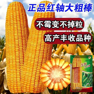 Wangyuan xinghuang single 1108 red shaft high-yielding hybrid corn seed grain and feed dual-purpose large stick lodging resistant seed 808 corn bag