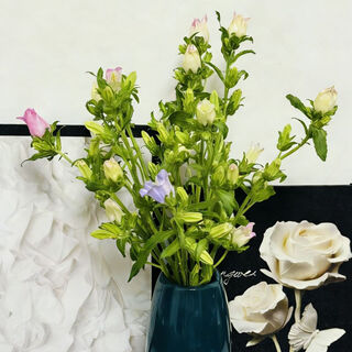 Exploding machine, 5 random colors of campanula flowers