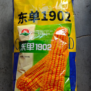富友东单1902玉米种子抗倒伏锈病南北通种双国审抗倒伏锈病