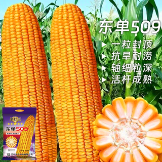 Fuyou genuine guarantee dongdan 509 corn seed east asia seed industry resistant to lodging and dense planting 2026 new species high yield and stable yield shopkeeper recommended buy 10 get 1 free = 11 bags of real delivery