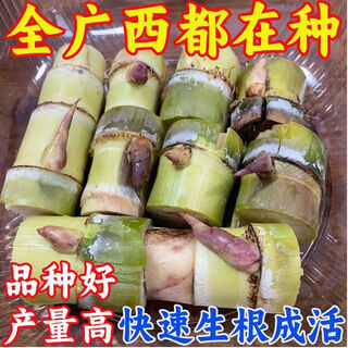 Yellow-skinned golden fruit sugarcane seedlings, four-season green-skinned farmhouse high-yielding guangxi golden crispy, thin-skinned, sweet sugarcane with buds, 20 yellow-skinned seed sections (one bud per section)