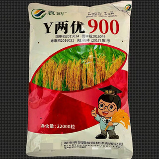 Asarum y liangyou 900 hybrid rice seed, stable yield, large ears, resistant to falling out, high rice rate, original new y liangyou 900, original 1 bag (22000 grains)