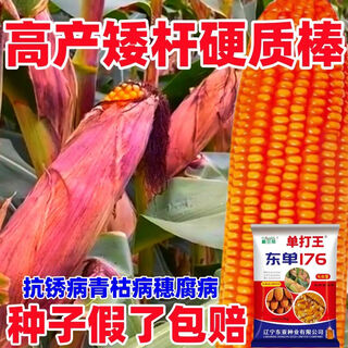 Оригинальная коллекция высокоурожайных семян кукурузы wangyuanxing, устойчивая к болезням, устойчивая к полеганию, засухоустойчивая, устойчивая к затоплению, твердые палочки с большими конскими зубами, настоящие семена кукурузы, покупка по выгодной цене, 10 мешков семян, 11 акров земли, 30 jin jin равен 0,5 кг, высокоурожайный, одобренный на национальном уровне выбор короткостеблей dongdan 176