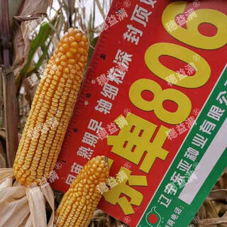 Asarum dongdan 806 стабильный урожай семян кукурузы длинный дентин роговое зерно тонкий вал устойчивость к засухе и затоплению высокая температура 806 около 5018 зерен длинный дентин