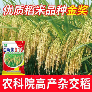 Wangyuanxing high yield hybrid rice seed super rice hybrid rice seed long grain rice fragrance resistant to disease lodging and drought tolerance c liangyou 919 national approval rice academy of agricultural sciences breeding/high yield and stable yield gold medal hybrid rice original two jin jin equal to 0.5 kg large panicle grains * rice fragrant and delicious